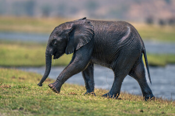 Baby African elephant walks up riverbank dripping