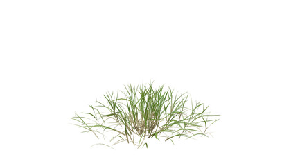 Bunches of grass on a transparent background. 3D rendering.