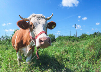 Cow on the farm. Cow on the green field with lots of vegetation. The cow is bothered by many flies.