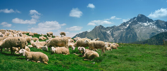 Lagorai, Italy - Flock of sheep in the mountains