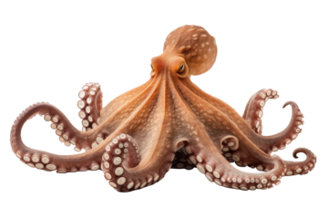 octopus isolated on white background