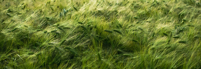 View of a field with grown grain
