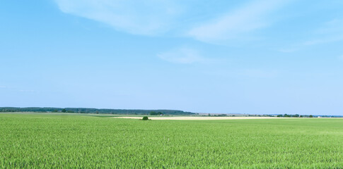 View of a field with grown grain