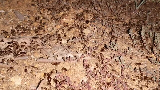 Thousands of termites crawl around at night searching for food on dry leaves.