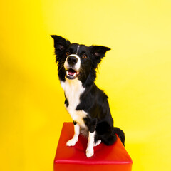 Happy black dog border collie portrait on yellow and red background