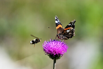 Bee approaching a purple flower with a butterfly feeding on.