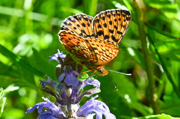 close-up of the wings of an orange butterfly feeding on a purple flower