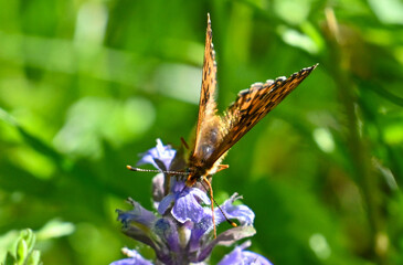 Frontal close-up of an orange butterfly feeding on a purple flower