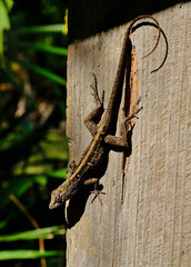 Close up shot of a Florida six lined racerunner lizard on a wooden board with green palms in the background