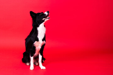 Happy black dog border collie portrait on yellow and red background