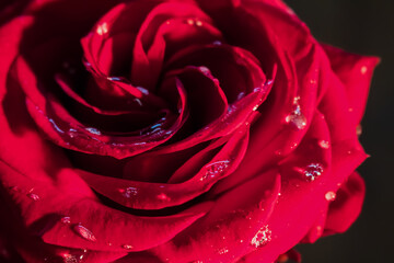 rote Rose mit Wassertropfen