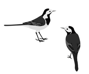 Set of white wagtail bird. Motacilla alba isolated on white background. Pied willie water wagtail. Small passerine bird in the family Motacillidae. Vector illustration.