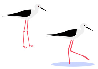 Set of Black-winged stilt bird. Himantopus himantopus isolated on white background. Wader in the avocet and stilt family, Recurvirostridae. Vector illustration.