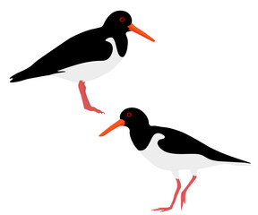 Set of common pied palaearctic Eurasian oystercatcher bird. Haematopus ostralegus isolated on white background. Wader in the family Haematopodidae. Vector illustration.