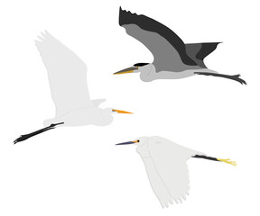 Obraz premium Set of Flying Ardeidae bird. Great egret (Ardea alba), Grey heron (Ardea cinerea), little egret (Egretta garzetta). Wading, aquatic, water bird. Isolated on white background. Vector illustration.