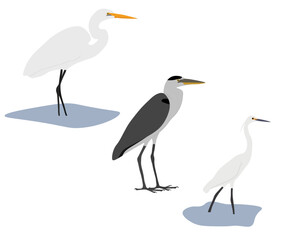 Set of Ardeidae bird. Great egret (Ardea alba), Grey heron (Ardea cinerea), little egret (Egretta garzetta). Wading, aquatic, water bird. Standing. Isolated on white background. Vector illustration.