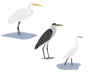 Deurstickers Reiger Set of Ardeidae bird. Great egret (Ardea alba), Grey heron (Ardea cinerea), little egret (Egretta garzetta). Wading, aquatic, water bird. Standing. Isolated on white background. Vector illustration.