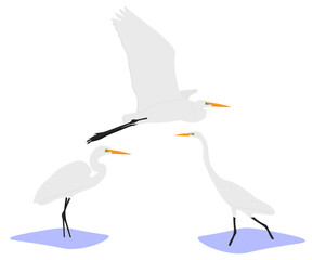 Set of common large great white egret (Ardea alba). Large heron in the family Ardeidae isolated on white background. Bird standing and walking in the water and flying. Vector illustration.