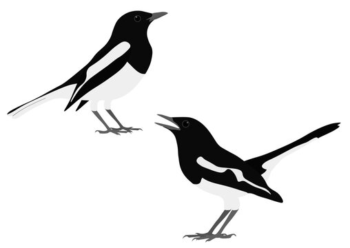 Set of Oriental magpie-robin bird. Copsychus saularis isolated on white background. Old World flycatcher, Muscicapidae. Vector illustration.