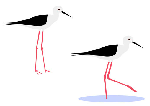 Set of Black-winged stilt bird. Himantopus himantopus isolated on white background. Wader in the avocet and stilt family, Recurvirostridae. Vector illustration.