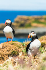Atlantic Puffin, Fratercula arctica in habitat