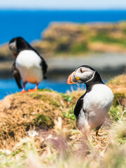 Atlantic Puffin, Fratercula arctica in habitat