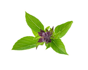 basil leaves transparent png