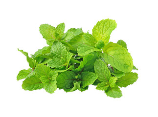 mint transparent png