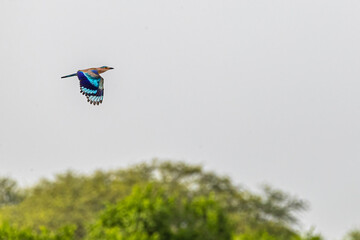 An Indian Roller in flight