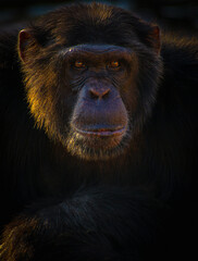 Chimpanzee 