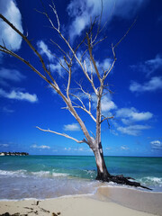 tree on the beach