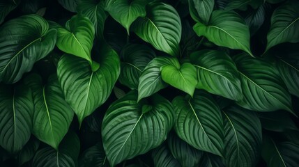 Close-up Serenity, Dark Tone Background of Spathiphyllum Cannifolium Leaves in the Garden, Embodying the Essence of Tropical Nature, generative ai.