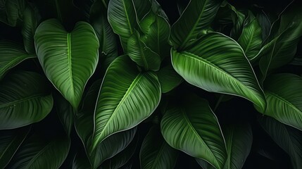 Close-up Serenity, Dark Tone Background of Spathiphyllum Cannifolium Leaves in the Garden, Embodying the Essence of Tropical Nature, generative ai.