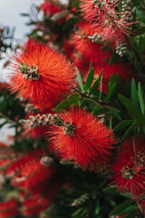 Amazing red flowers of the blooming Callistemon tree in a spring garden.