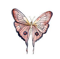 Watercolor colorful butterfly. Illustration of monarch butterfly.Hand drawn insect illustration for greeting cards, prints, post cards .