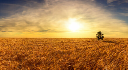 beautiful wheat field WITH THE SUN IN THE BACKGROUND in high resolution and sharpness