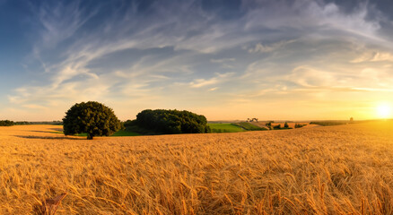 beautiful wheat field with a majestic sunset in the background