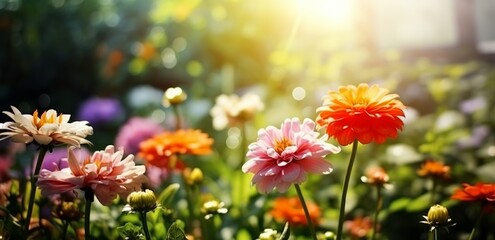 Beautiful Zinnia flowers bloom in a sunny garden, radiating under the sunlight, amidst the splendor of spring and summer in the great outdoors. Made with Generative AI technology
