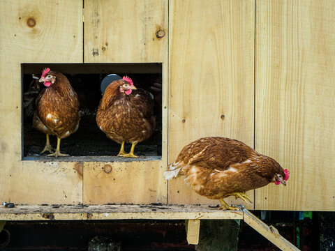 chickens leaving a chicken coop