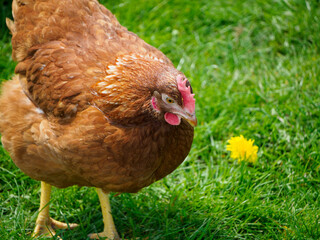 free-range chickens feeding