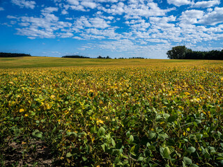 field of sunflowers