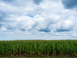 cornfield with dramatic cloudy sky