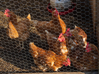 brown chickens in chicken coop © Jim Babbage
