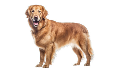 Golden coat Golden Retriever Dog isolated on a transparent background 