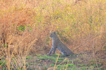 African leopard (Panthera pardus pardus) sitting in grass in Serengeti National park, Tanzania