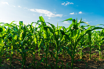 Green immature corn. Fresh green corn plants on the field in summer