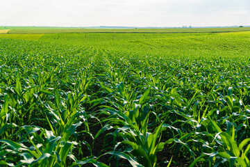 Fototapeta na wymiar Corn field with rows of corn plants. Corn plantation at sunny day. Agriculture landscape