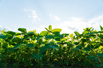 Soybean plants growing in row in cultivated field. Green soybean crop plants at agricultural farm field. View from below