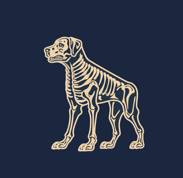 Vector illustration of a dog with visible skeleton