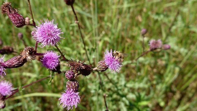 Bee working on thistle flower in wild meadow. Summer pollination by wild bee in natural environment. Super slow motion footage.
